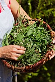 A basket of freshly picked herbs
