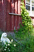 White dog sitting behind flowering ox-eye daisies in tall grass in front of weathered Scandinavian wooden house