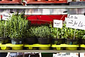 Various pots of herbs on a herb stall