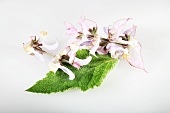 Clary sage (Salvia sclarea)