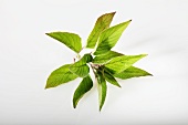 Ananassalbei (Salvia rutilans, Salvia elegans)