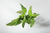 Moroccan tea mint (Mentha spicata var. crispa)