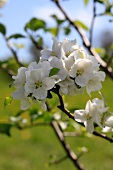 Close up of white apple blossom on an apple tree