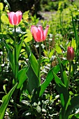 Three pink tulips in various stages of flowering