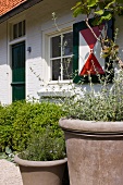 Plant pots in front of traditional house with painted window shutters