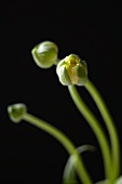 Yellow Redonkulous Flower Bud; Black Background