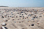 Mussel shells on the beach