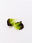 Salanova lettuce