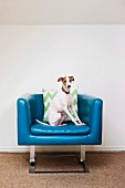 Dog posing on blue fifties armchair