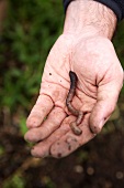 An earthworm in a man's hand