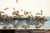 Honeybees on the Entrance of Their Hive