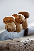 Three porcini mushrooms on a knife