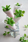 Paper cones filled with peppermint