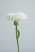 Eine weiße Kornblume