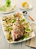 Dentex with grilled fennel