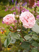 Blühende Rosen (Sorte: Maria Theresia) im Garten