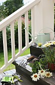 Potting up plants on steps; gardening utensils and white flowering potted plants