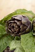 An artichoke and lettuce