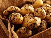 A crate of new potatoes