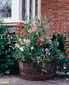 Barrel of sweet peas in front of house