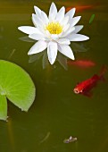 Water lily and goldfish in pond