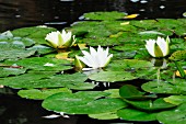 Water lily leaves and flowers in pond