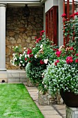 White and red flowering plants in pots on stone plinths against house facade