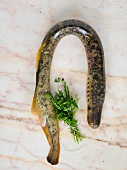 A lamprey and a bunch of herbs