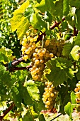 Pignoletto grapes