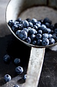 Blueberries in a pot