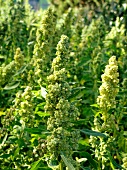 A field of quinoa