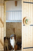 Two Australian Shepherds on threshold of open barn door