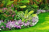 Small, purple-flowering perennial plants as edging of curved flower bed