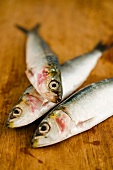 Three fresh sardines