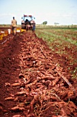 Süsskartoffelernte: Arbeiter mit Traktor auf dem Feld