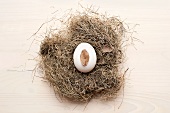 White egg in nest