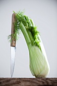 A fennel bulb with a knife