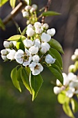 Birnenblüten auf dem Baum (Close Up)