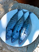 Three mackerel