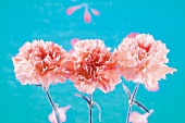 Three pink carnations against blue background