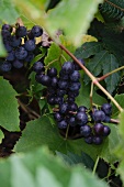 Red Grapes on Vine