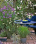 Climbing roses and iris on garden terrace