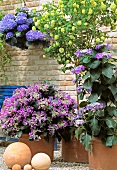 Hydrangea and violas in terracotta planters on terrace