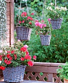 Various geraniums in vintage baskets