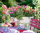 Gedeckter Sommertisch neben Blumenkasten mit Landnelken und Zitronenthymian auf einem Balkon