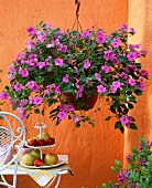 Trailing busy lizzie (Impatiens walleriana) in hanging basket above small table with fruit on cake stand