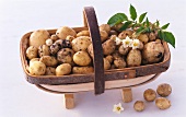 A basket of new potatoes (cultivar: Home Guard)