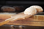 Roggen-Weizen-Mischbrote werden aus einem Ofen gezogen