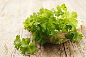 Parsley in a stone bowl
