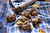 Freshly harvested truffles